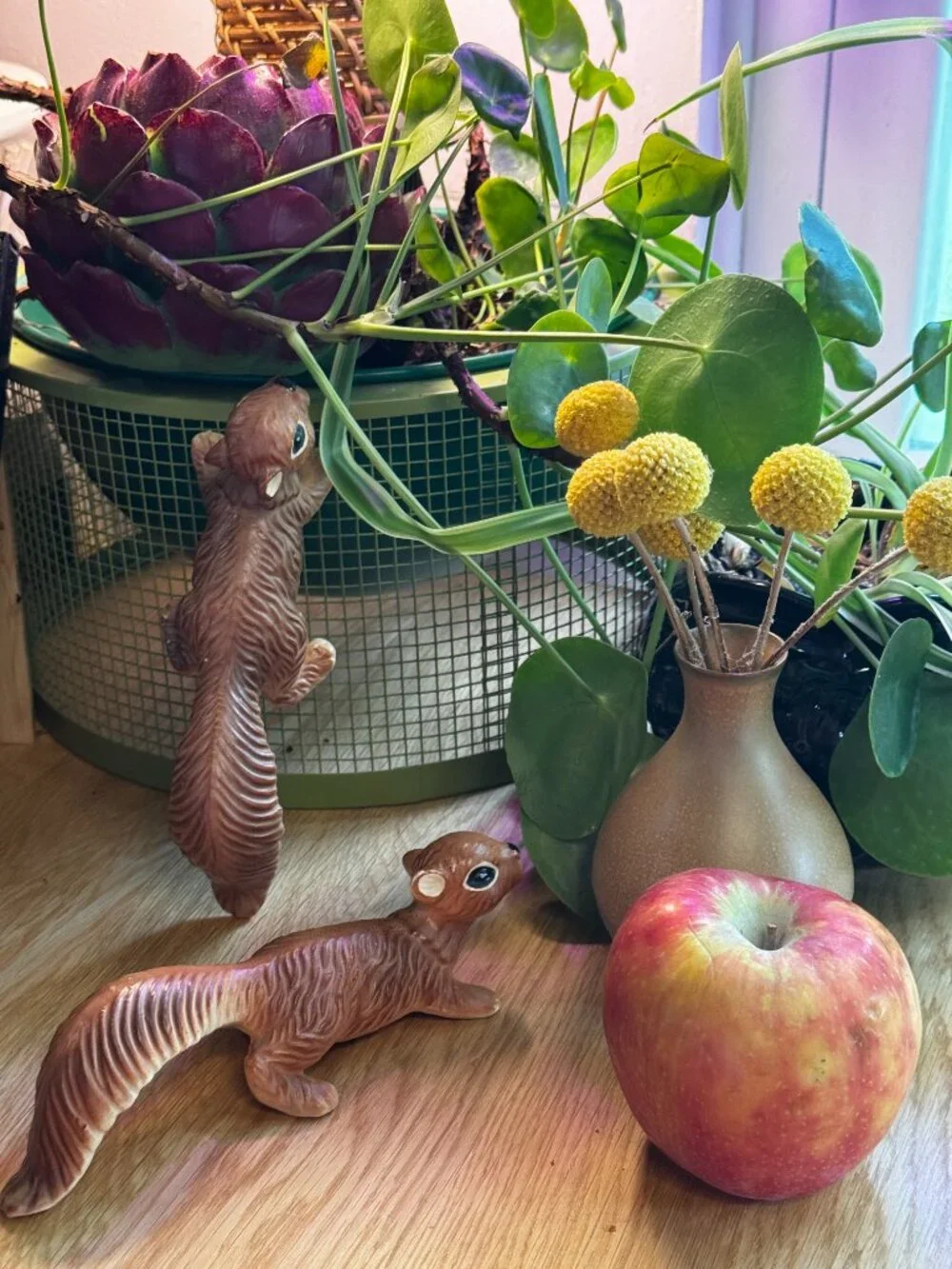 N/A norcrest squirrel